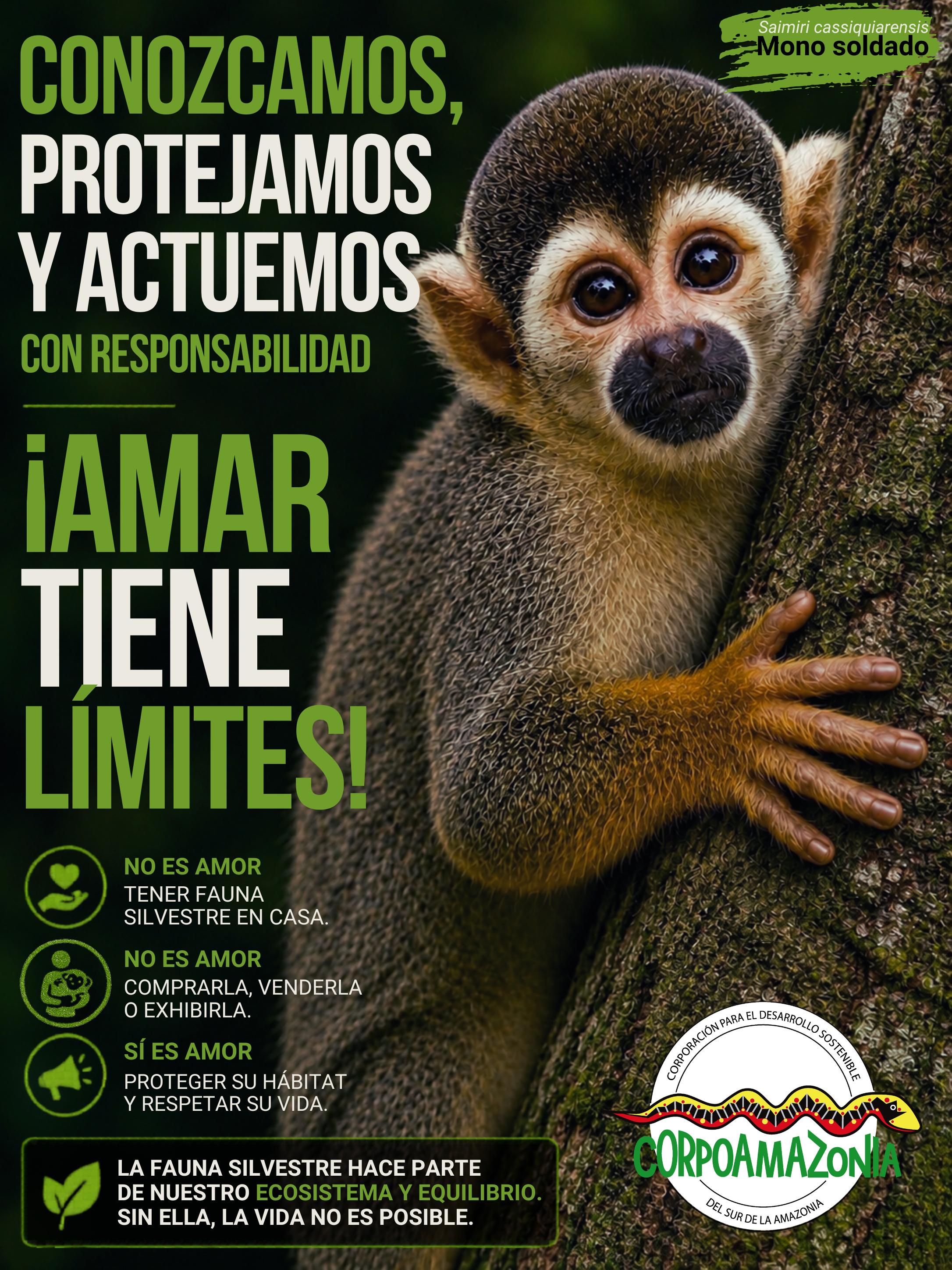 Mono soldado — fauna silvestre amazónica